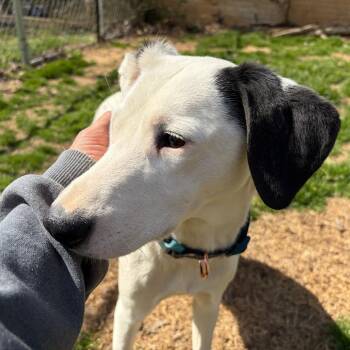 Hound Dogs Available for Adoption - Maraschino | PetCurious
