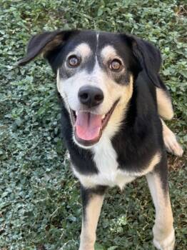 Rescue Australian Shepherd and Mixed Breed Dogs for Adoption in San Antonio, Texas - Juniper | PetCurious