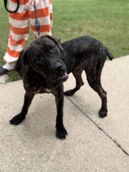MOOSE -  Cane Corso Dog for Adoption in Rochester, Indiana - MOOSE | PetCurious