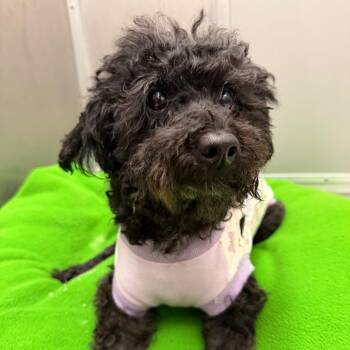 Lexi -  Miniature Poodle Dog for Adoption in Wilmington, Delaware - Lexi | PetCurious