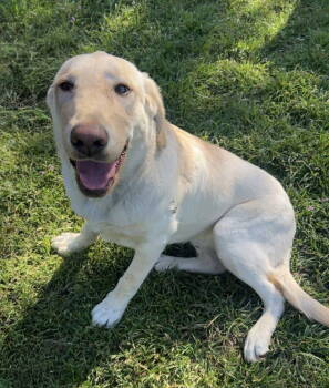 Rescue Labrador Retriever Dogs for Adoption in Denton, Texas - Biscuit | PetCurious