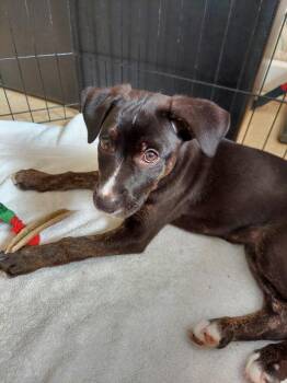 Strawberry -  Mixed Breed Dog for Adoption in New Bern, North Carolina - Strawberry | PetCurious