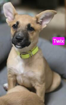 German Shepherd Dog Dogs Available for Adoption - Twix (PUPPY) | PetCurious