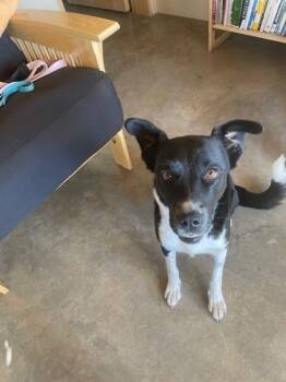 Rescue Mixed Breed Dogs for Adoption in Longmont, Colorado - Stella | PetCurious