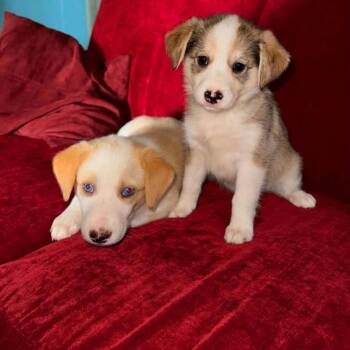 Violet -  Australian Shepherd and Mixed Breed Dog for Adoption in South Riding, Virginia - Violet | PetCurious