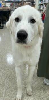 Noah -  Great Pyrenees Dog for Adoption in Tulsa, Oklahoma - Noah | PetCurious