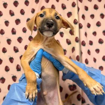 Astro -  Terrier and Mixed Breed Dog for Adoption in San Antonio, Texas - Astro | PetCurious