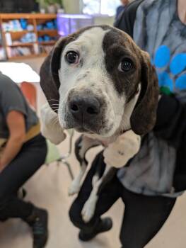 Rescue American Staffordshire Terrier and Hound Dogs for Adoption in Burnsville, North Carolina - Layla | PetCurious