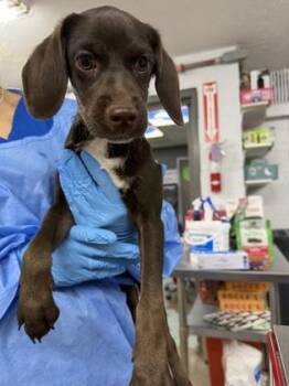 Hershey Kisses -  Mixed Breed Dog for Adoption in Fort Worth, Texas - Hershey Kisses | PetCurious