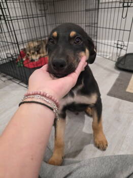 Rescue German Shepherd Dog Dogs for Adoption in Midway, Utah - Roddy | PetCurious