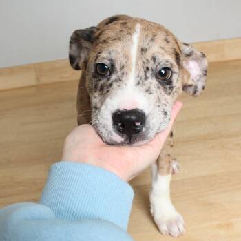 Boxer and Mixed Breed Dogs Available for Adoption in Minnetonka, Minnesota - Brody D69247 | PetCurious
