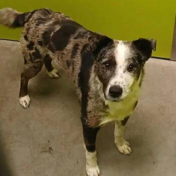 Australian Cattle Dog Blue Heeler and Catahoula Leopard Dog Dogs Available for Adoption in Spokane, Washington - Buster | PetCurious