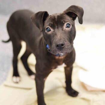 Labrador Retriever and Mixed Breed Dogs Available for Adoption in Atlanta, Georgia - Molly | PetCurious
