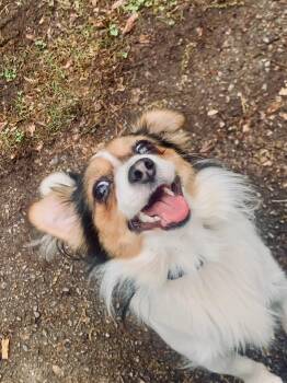 ROLLO -  Papillon Dog for Adoption in Fosters, Alabama - ROLLO | PetCurious