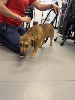 Mixed Breed Dogs Available for Adoption in West Chester, Pennsylvania - Ruex | PetCurious