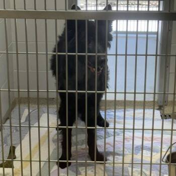 Ladybug -  German Shepherd Dog Dog for Adoption in Gloucester, Virginia - Ladybug | PetCurious