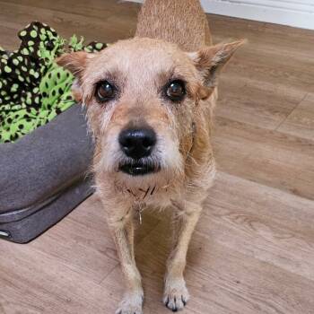 Rescue Terrier Dogs for Adoption in Las Vegas, Nevada - Ike | PetCurious