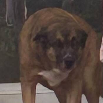 Duke -  Belgian Shepherd Malinois Dog for Adoption in Roxboro, North Carolina - Duke | PetCurious