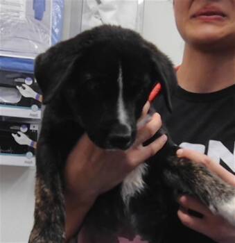 SKITTER -  Pit Bull Terrier and Mixed Breed Dog for Adoption in Albuquerque, New Mexico - SKITTER | PetCurious