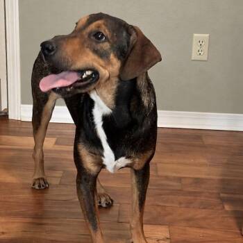Bennie -  Beagle and Mixed Breed Dog for Adoption in Atlanta, Texas - Bennie | PetCurious