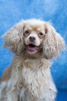 Eva -  Cocker Spaniel Dog for Adoption in Plymouth, Connecticut - Eva | PetCurious