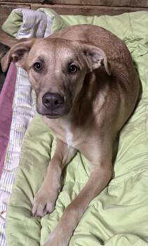 Yellow Labrador Retriever Dogs Available for Adoption - Tina | PetCurious