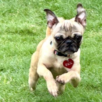 Wylie -  Pug Dog for Adoption in Alvin, Texas - Wylie | PetCurious