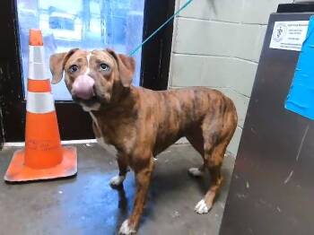 Pit Bull Terrier and Mixed Breed Dogs Available for Adoption in Tulsa, Oklahoma - POLLY | PetCurious