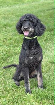 Standard Poodle and Bernese Mountain Dog Dogs Available for Adoption in Wapakoneta, Ohio - Kona | PetCurious