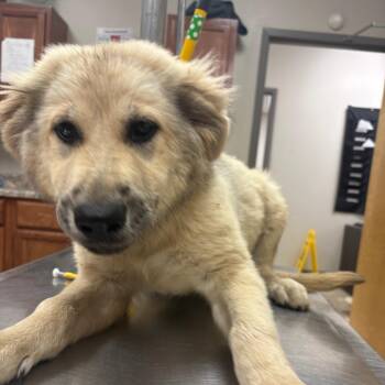 Zena - 060402U -  Shepherd and Mixed Breed Dog for Adoption in Tupelo, Mississippi - Zena - 060402U | PetCurious