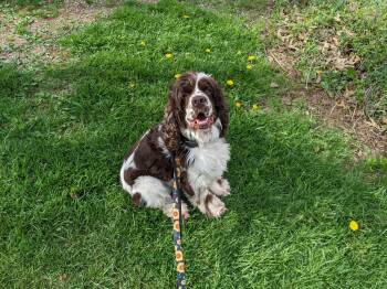 Cocker Spaniel Dogs Available for Adoption in North Haven, Connecticut - Russell Stover | PetCurious