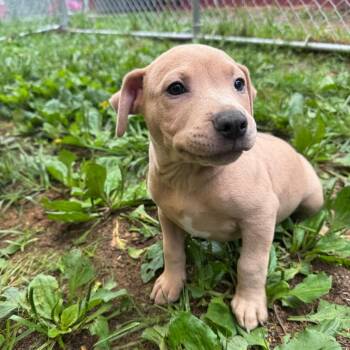 Fray- 3786 -  American Staffordshire Terrier Dog for Adoption in Fairmont, West Virginia - Fray- 3786 | PetCurious
