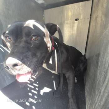 American Staffordshire Terrier Dogs Available for Adoption in San Antonio, Texas - HUNNY | PetCurious