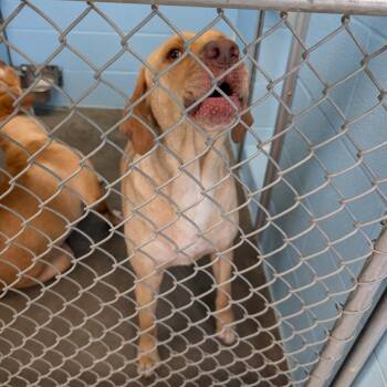 Tinky Winky -  Mixed Breed Dog for Adoption in Emporia, Kansas - Tinky Winky | PetCurious