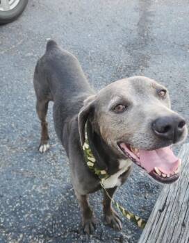 Labrador Retriever Dogs Available for Adoption in Camden, Tennessee - Finn | PetCurious