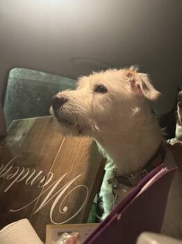 Rescue Mixed Breed Dogs for Adoption in Chamblee, Georgia - 59822192 | PetCurious