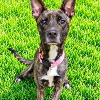Lola -  Dutch Shepherd Dog for Adoption in Battle Creek, Michigan - Lola | PetCurious