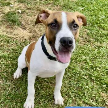 Rescue Beagle and Terrier Dogs for Adoption in Enfield, Connecticut - Howdy | PetCurious