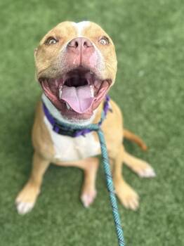 Clark --Courtesy Post. Out of town pet. See below for details-- -  Pit Bull Terrier Dog for Adoption in Eagle, Idaho - Clark --Courtesy Post. Out Of Town Pet. See Below For Details-- | PetCurious