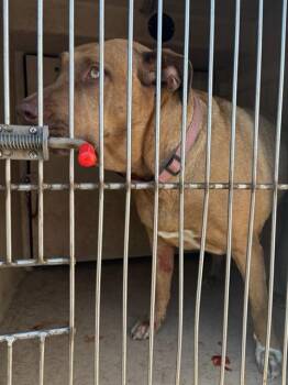 Pit Bull Terrier and Mixed Breed Dogs Available for Adoption in Oklahoma City, Oklahoma - CINNAMON | PetCurious