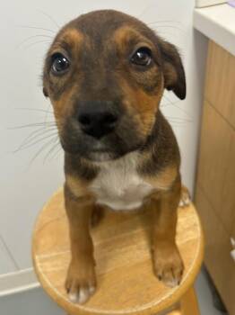 Melanie (Mx5) -  Shepherd Dog Available for Adoption in Hartsville, South Carolina - Melanie (Mx5) | PetCurious