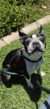 Boston Terrier and Mixed Breed Dogs Available for Adoption in Honolulu, Hawaii - Beau | PetCurious