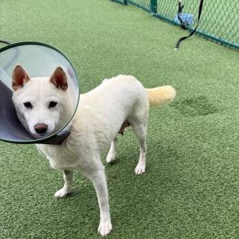 Shiba Inu Dogs Available for Adoption in Loxahatchee Groves, Florida - Eden 6194 | PetCurious