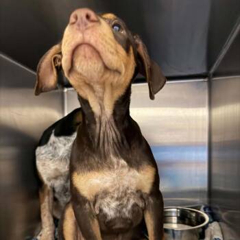 Roscoe -  Mixed Breed Dog for Adoption in Buffalo, Minnesota - Roscoe | PetCurious
