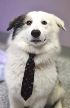 Great Pyrenees Dogs Available for Adoption - Bart In NH! Come Meet Our Adoptable Dogs Wednesday-Saturday. Mor | PetCurious
