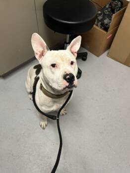 Rescue Mixed Breed Dogs for Adoption in West Chester, Pennsylvania - Ringo Star | PetCurious