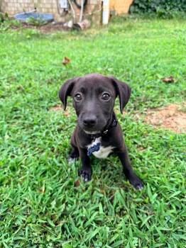 Beach -  Terrier Dog for Adoption in Columbia, Maryland - Beach | PetCurious