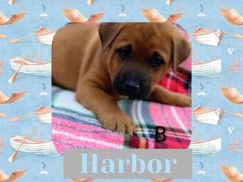 Labrador Retriever Dogs Available for Adoption - Harbor | PetCurious