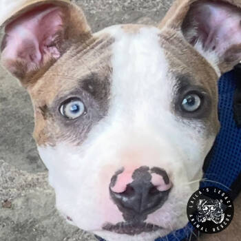 Rescue Terrier and Mixed Breed Dogs for Adoption in Washington, District Of Columbia - Peter | PetCurious