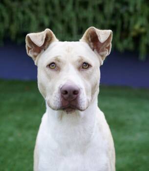 Jade -  American Bully Dog for Adoption in Pasadena, California - Jade | PetCurious